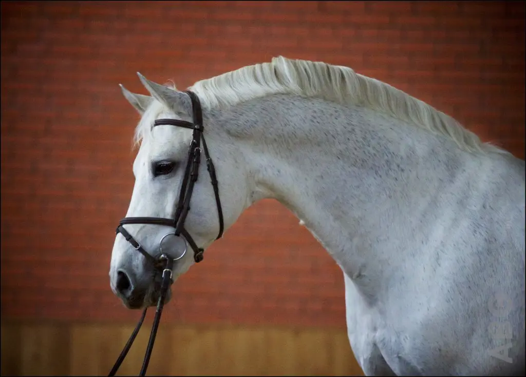 Zangersheide 365 Auctions: 30.000 euro voor ongeboren Cornet Obolensky x Chin Chin featured image