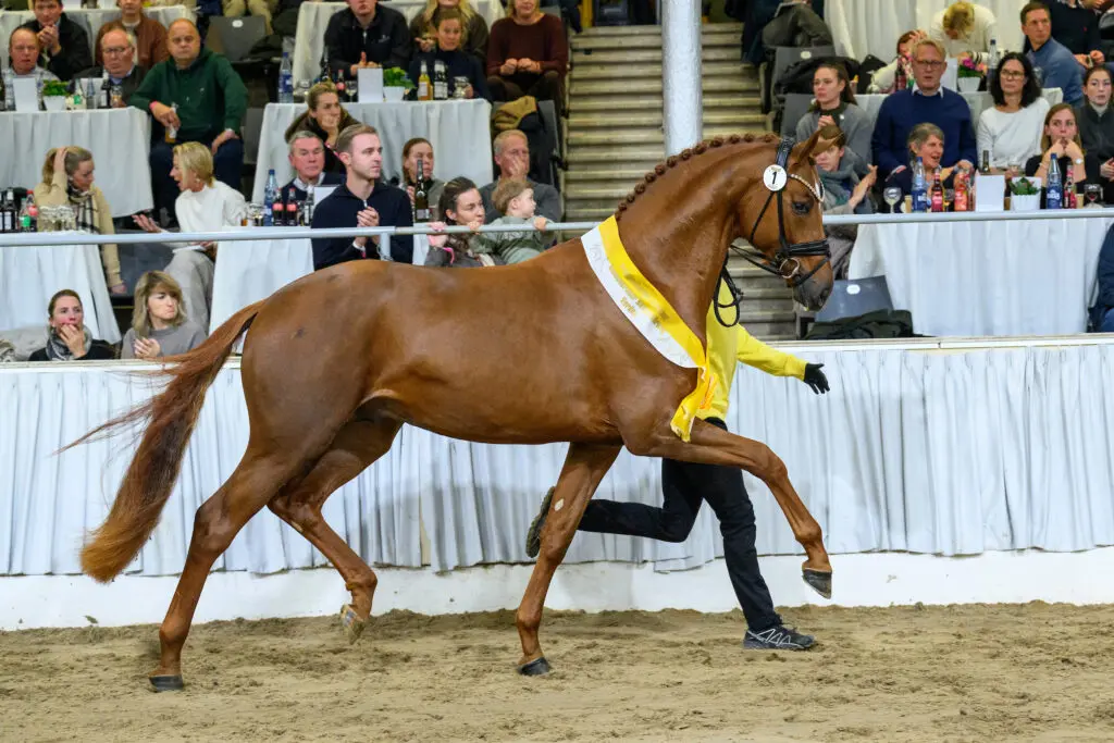 Hannover scoort in tweede jaar van volledige openstelling met prima collectie dressuurhengsten featured image