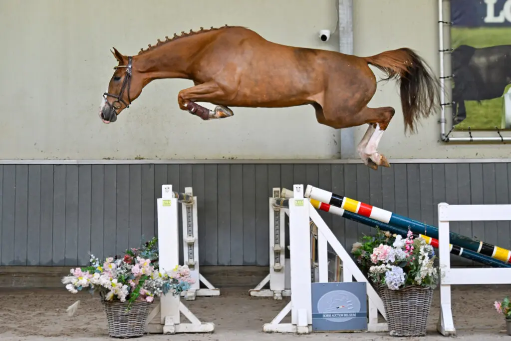 Horse Auction Belgium: 58.000 euro voor Aganix-dochter featured image