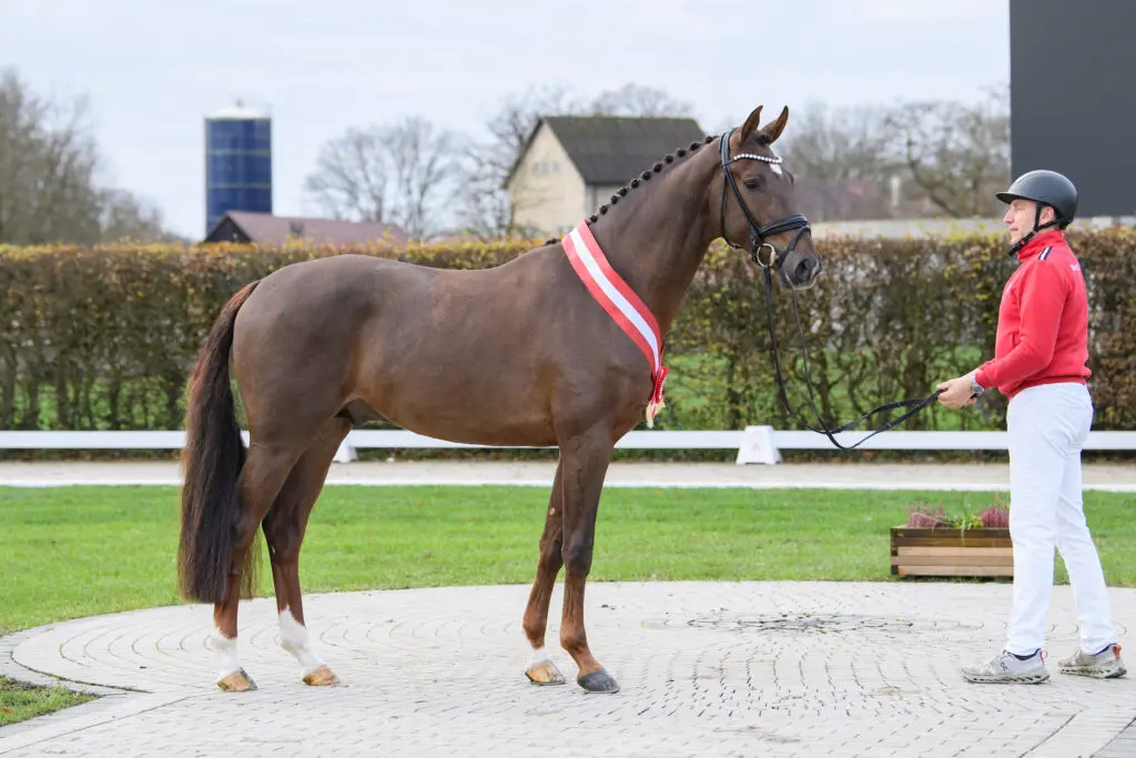 HK Westfalen dressuur: Volg de keuring live featured image