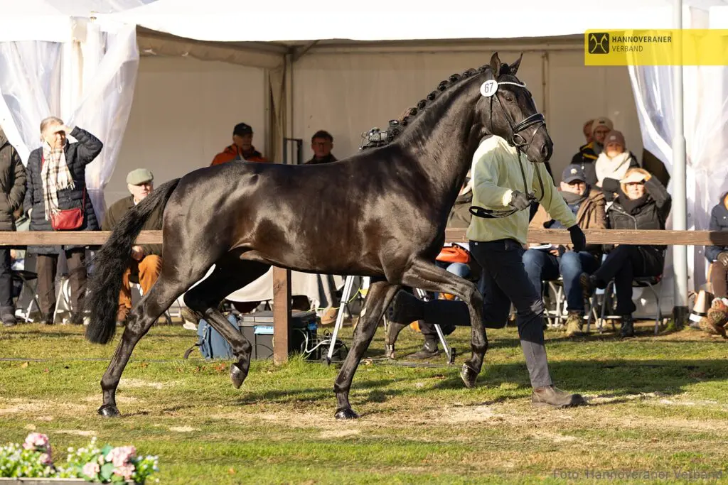 Van Uytert met twee goedgekeurde hengsten naar huis uit Verden: Feliciano-zoon aangekocht voor 40.000 euro featured image