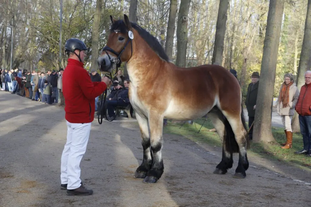 Nederlandse hengst geprimeerd op NRW-Koudbloedkeuring in Wickrath featured image