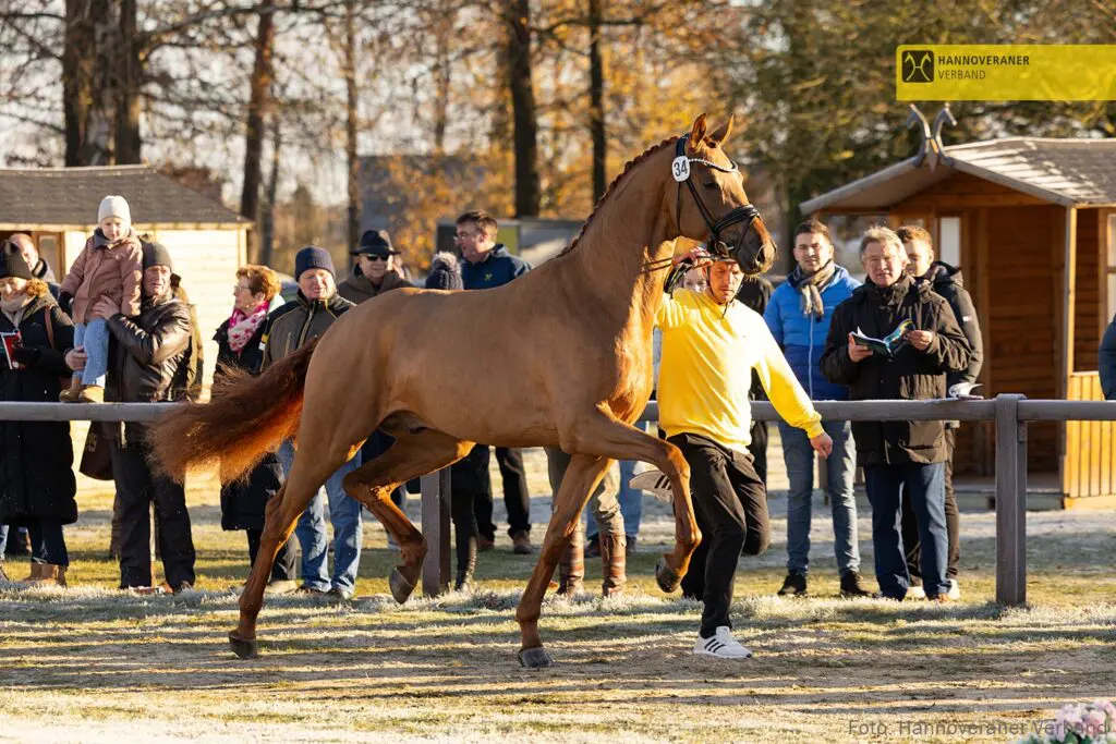 HK Hannover: Premiehengst van Vivaldos voor 500.000 euro naar Helgstrand featured image