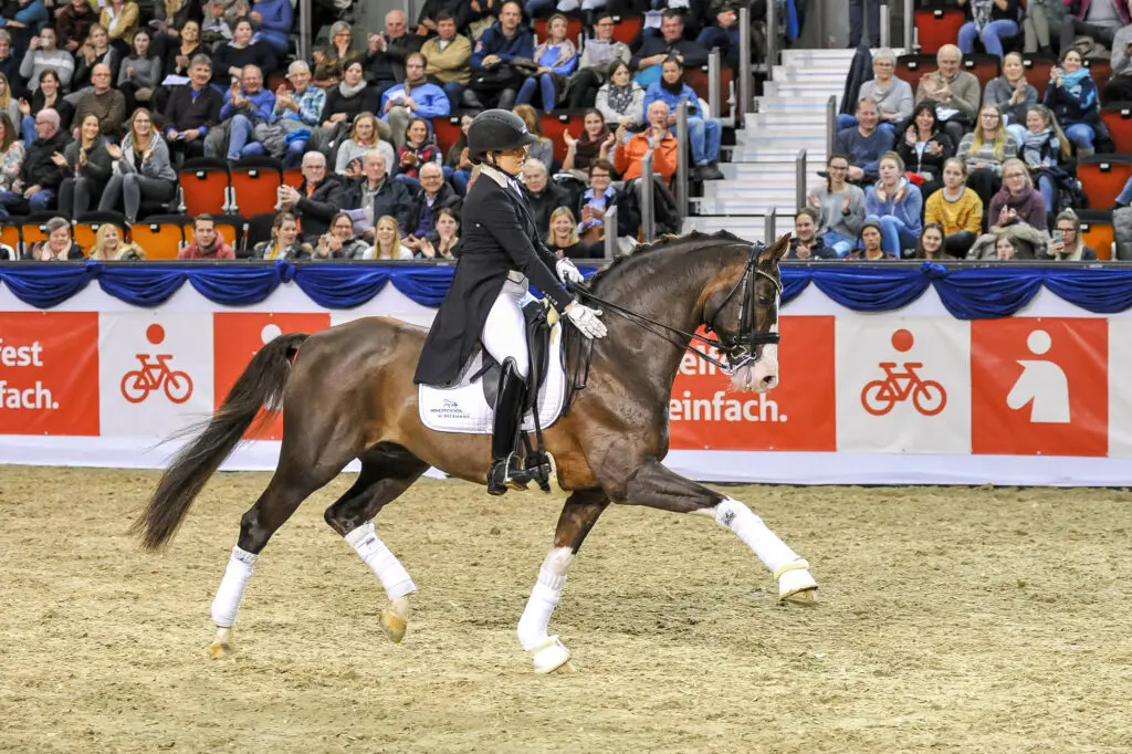 Benicio is Hannoveraanse Hengst van het Jaar featured image