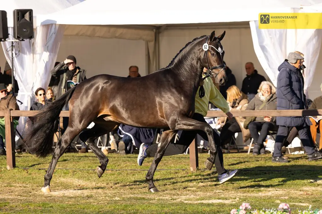26 dressuurhengsten, negen springhengsten en een Gelderse opgegeven voor nakeuring featured image