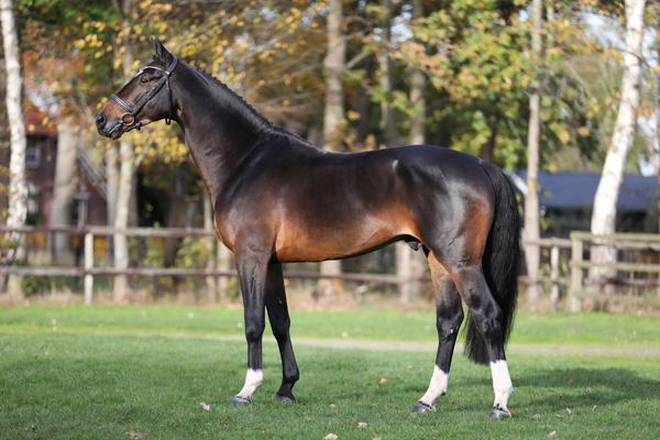 Hengstenkeuringen 2025-2026