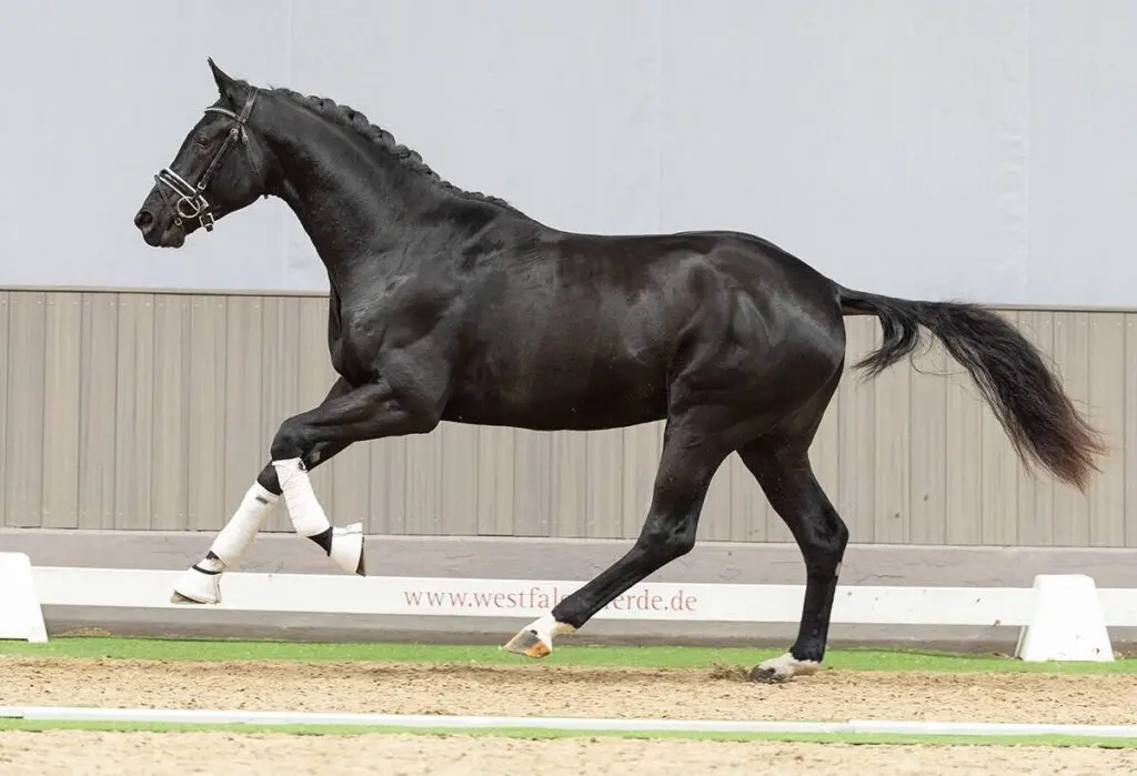 Tweejarige Despacito x Bon Coeur veilingtopper in Westfalen featured image