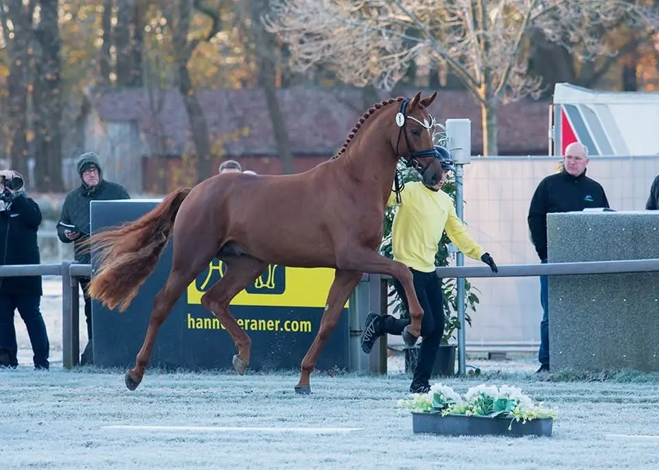 HK Hannover dressuur 2025: 41 hengsten goedgekeurd, acht hengsten geprimeerd featured image