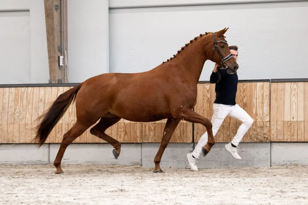 Ormante D (v. Dream Boy). Foto: KWPN Online Auction