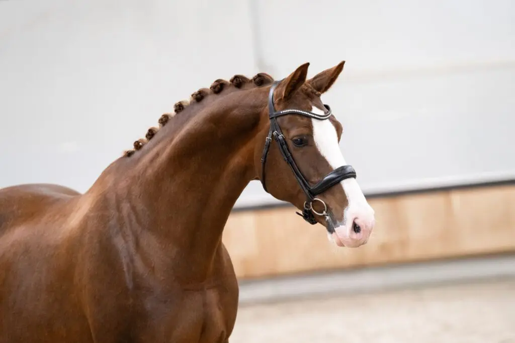 Bieden van start! KWPN Online Auction sluit maandagavond featured image