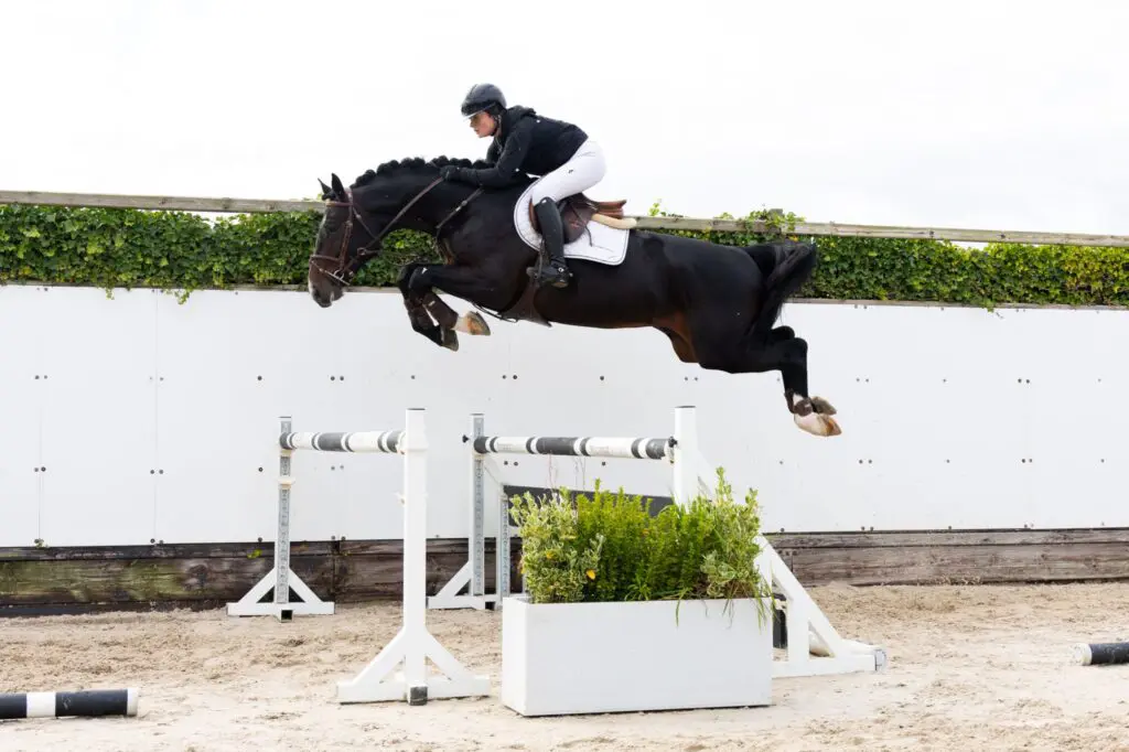 Spectaculair slot voor Youhorse.auction: drie paarden boven 50.000 euro featured image