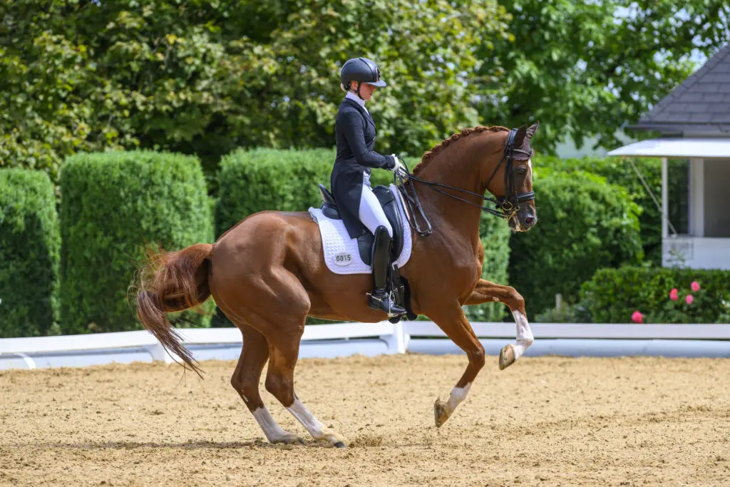 Internationaal Grand Prix-paard Quintus met pensioen featured image