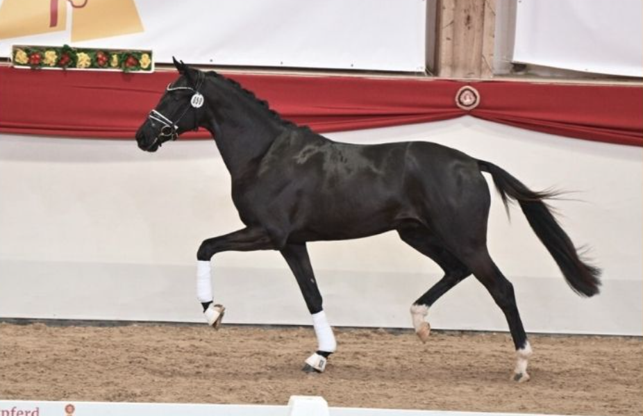 Donier-zoon alsnog DSP-goedgekeurd en geprimeerd en op stal bij Verboomen featured image