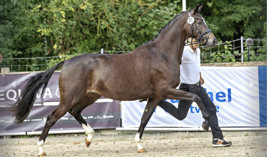 Freiherr von Stein-merrie met 72.000 euro topper in Trakehner veiling featured image