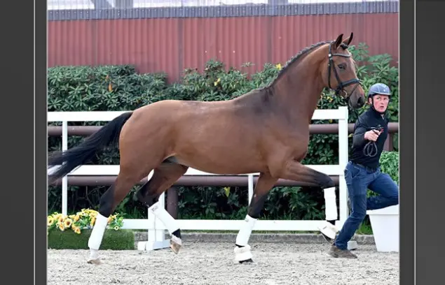 PS Online: 168.000 euro voor tweejarige Va Bene x Foundation featured image