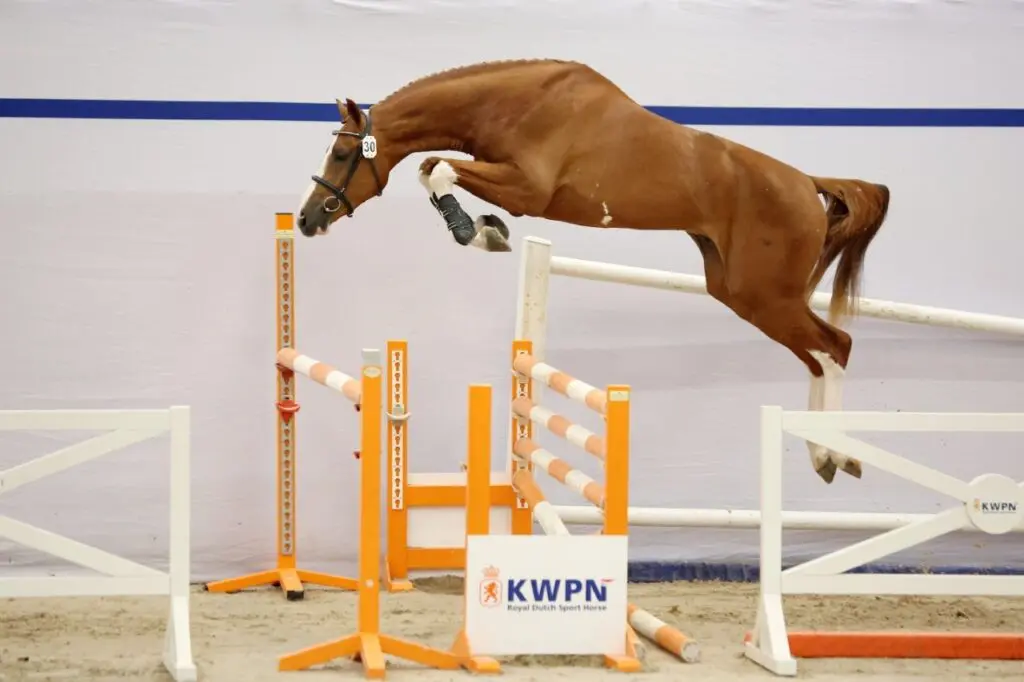 Crescendo van de Boxem Z: buitenlands bloed en KWPN-roots featured image