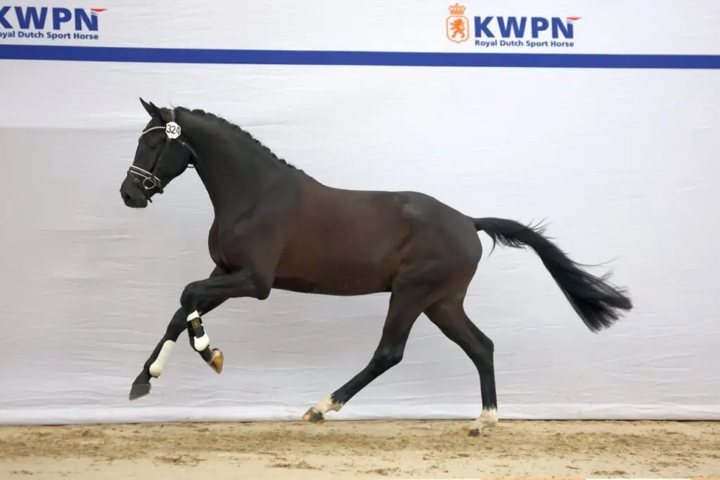 KWPN Eerste bezichtiging 2025 uitslag: 18 van 46 door op dressuur dag 2 featured image