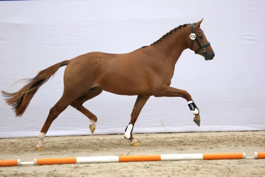 In Beeld: Eerste bezichtiging dressuurhengsten dag 2 featured image