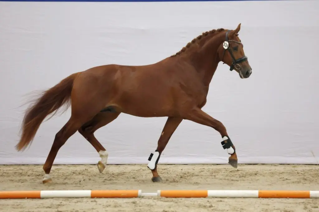 Van Uytert heeft de uitschieters op dag 2, E-nafok overtuigt niet featured image