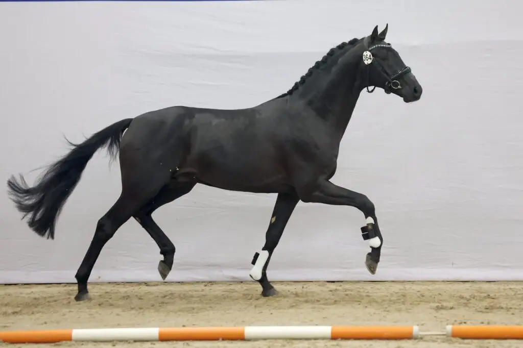 KWPN HK: Acht hengsten afgemeld voor tweede bezichtiging dressuur featured image