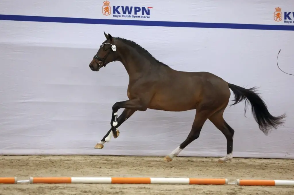 In Beeld: Eerste bezichtiging dressuurhengsten dag 1 featured image