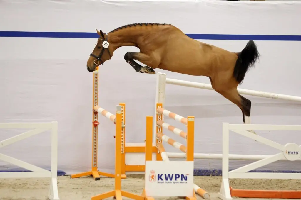 HK KWPN: Acht springhengsten afgemeld voor tweede bezichtiging featured image