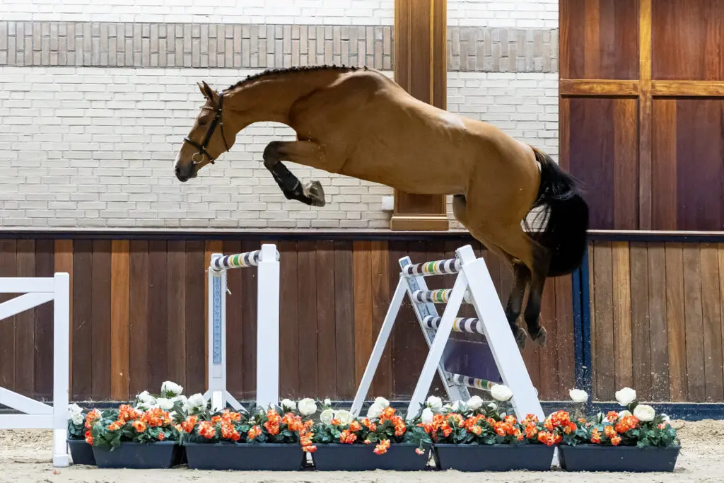 Trigon Auction sluit jaar af met sterke collectie driejarigen featured image