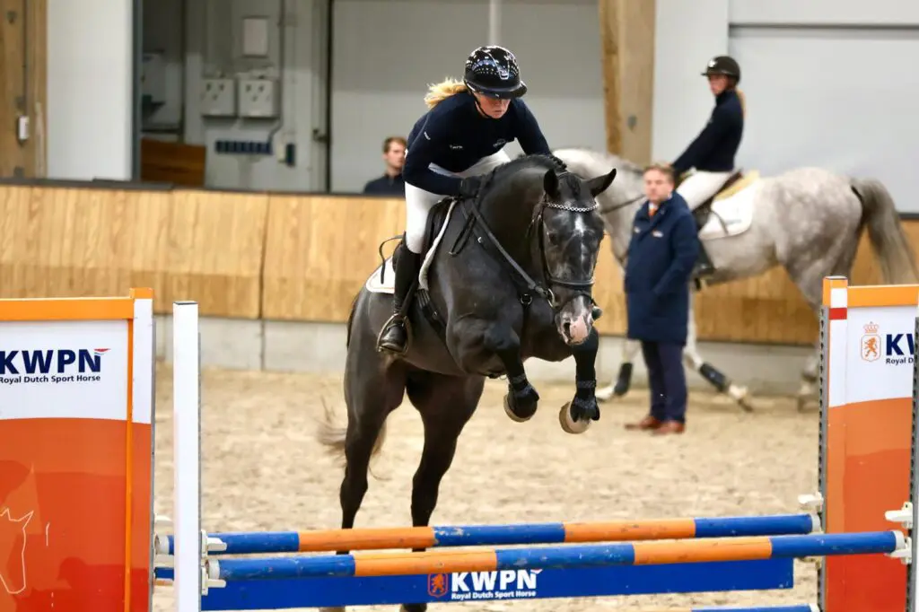 Plezier in werk voorop bij nieuwe jaargang springhengsten featured image