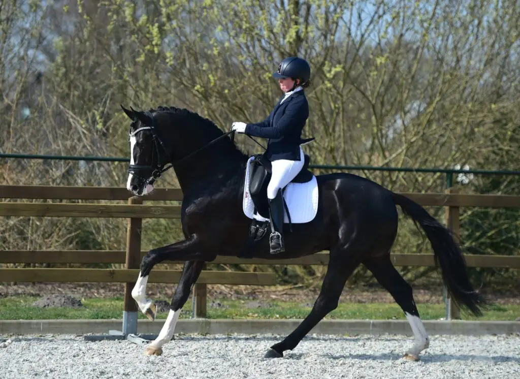 Alle Subtopuitslagen op rij: week 52 featured image