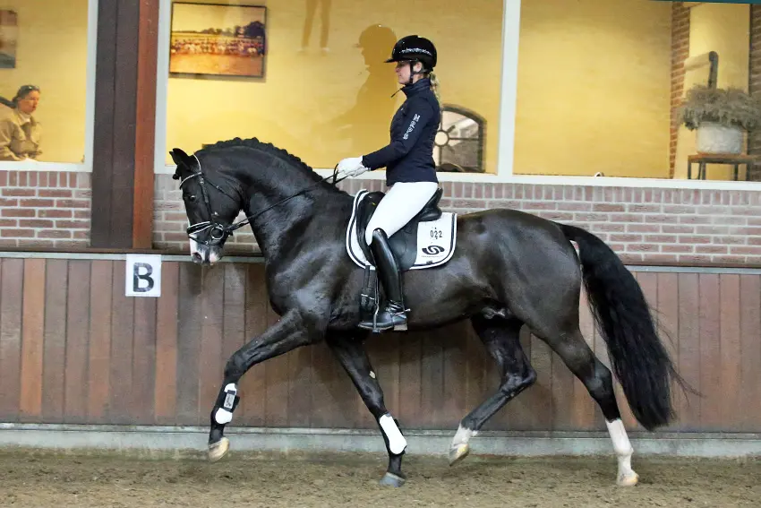 NRPS VO: 20 dressuur-, 7 spring- en 8 ponyhengsten richting eindexamen featured image