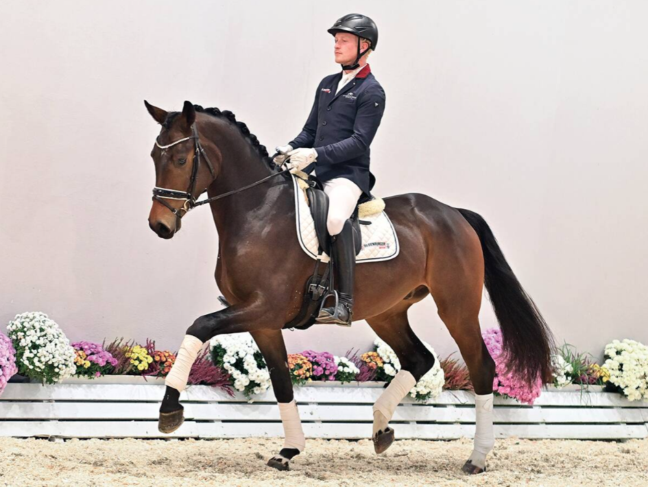 Driejarige Dynamic Dream-zoon duurste in Oldenburg, één paard naar Nederland featured image