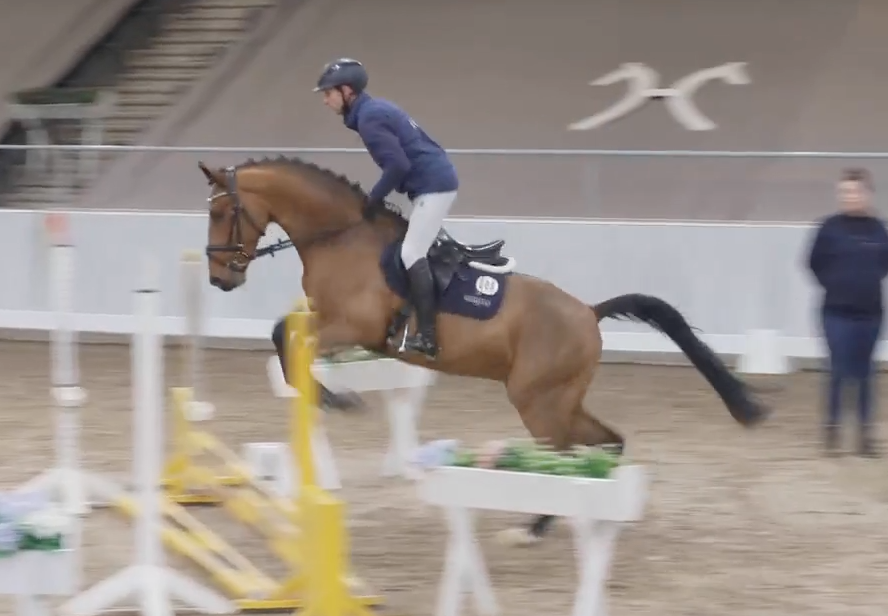 Minitest Verden: Citrin HS beste springhengst, Nederlands gefokte Cornetto It’s Us scoort 8,1 featured image