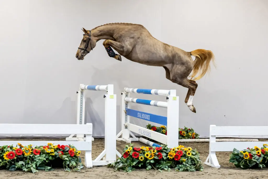 HX Auctions introduceert de springtalenten van morgen featured image