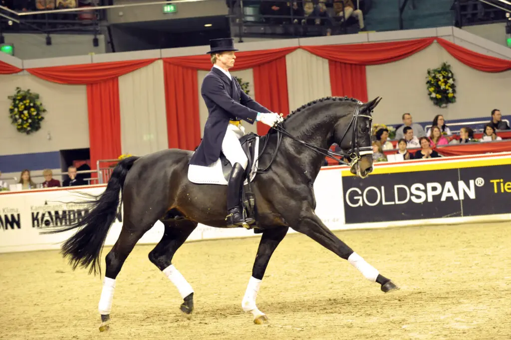 Oldenburger hengst Stedinger overleden featured image