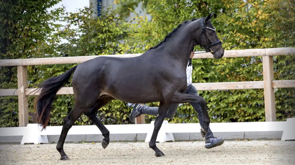 Top Star volgt Gribaldi op bij Van Uytert: ‘Het was deze of geen’ featured image
