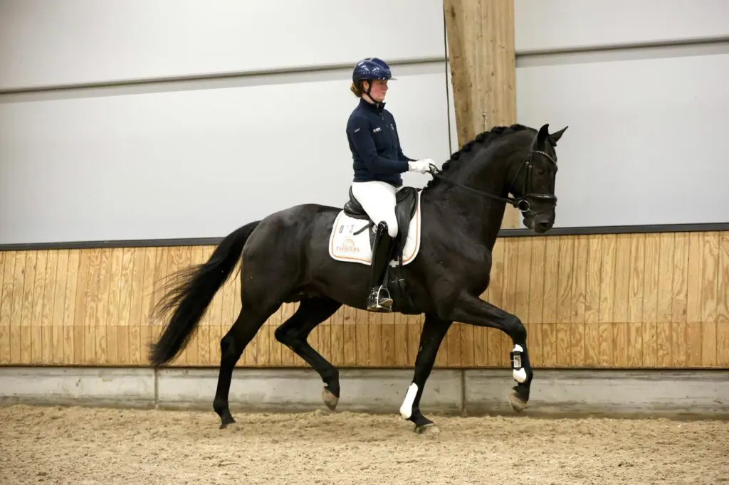 Rijdbaarheid grote plus van dressuurjaargang 2025 en vijf van zeven premiehengsten ingeschreven featured image