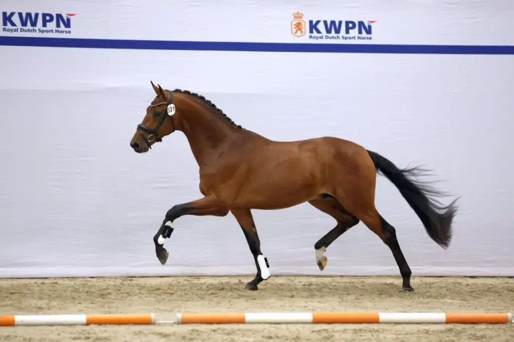 Veel afmeldingen, stoelendans en een paar fijne hengsten op dag 1 eerste bezichtiging featured image