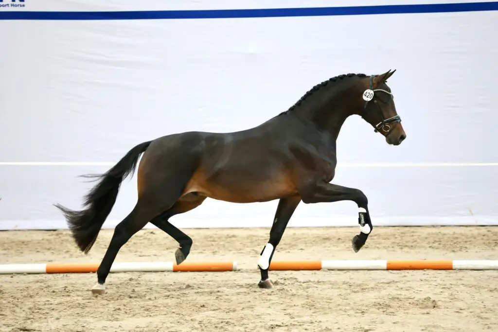 KWPN Eerste bezichtiging: uitslag dressuur dag 3 featured image