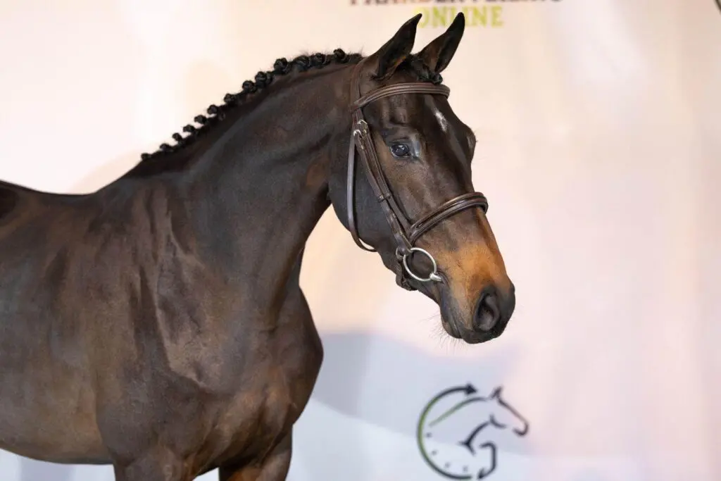 Slotveiling Paardenveilingonline: jong talent & embryo’s featured image