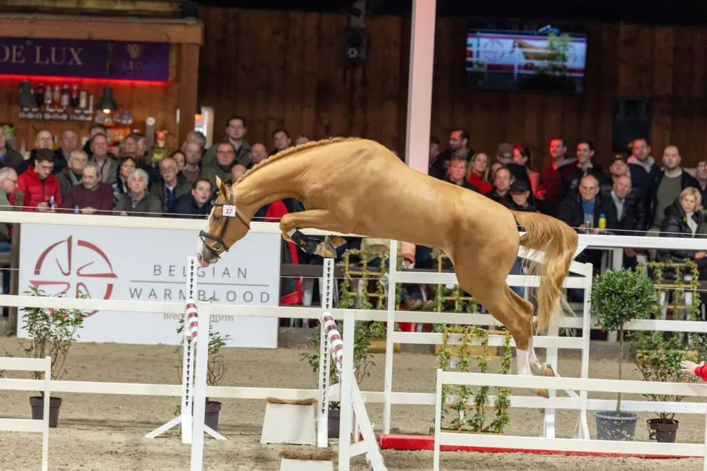 BWP HK: De goede BWP-merrielijnen blijven het waarmaken featured image