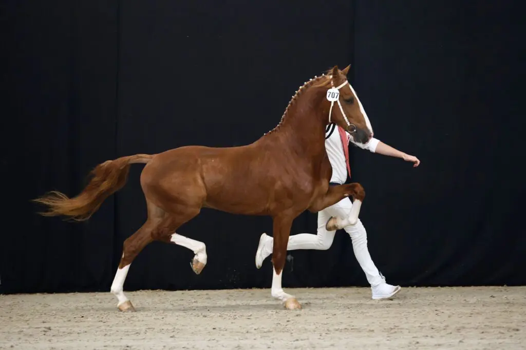 In Beeld: Eerste bezichtiging tuigpaard IJsselmuiden featured image