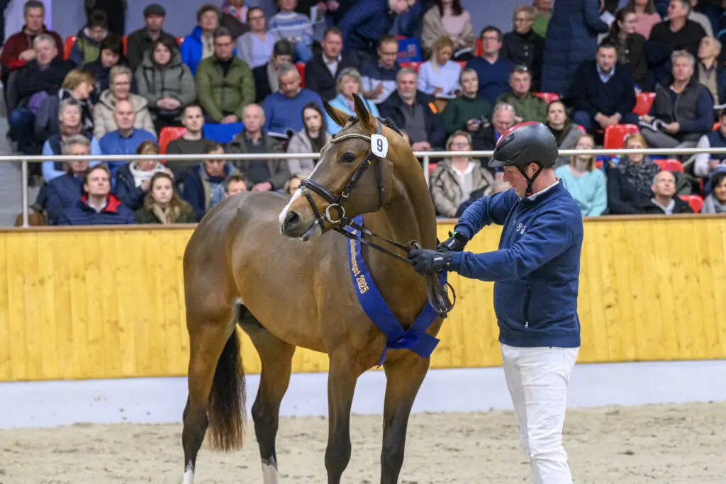 Valensky-zoon Visconti di Modrone overtuigt bij minitest Vechta, 8,38 voor Nederlandse Pegasus featured image