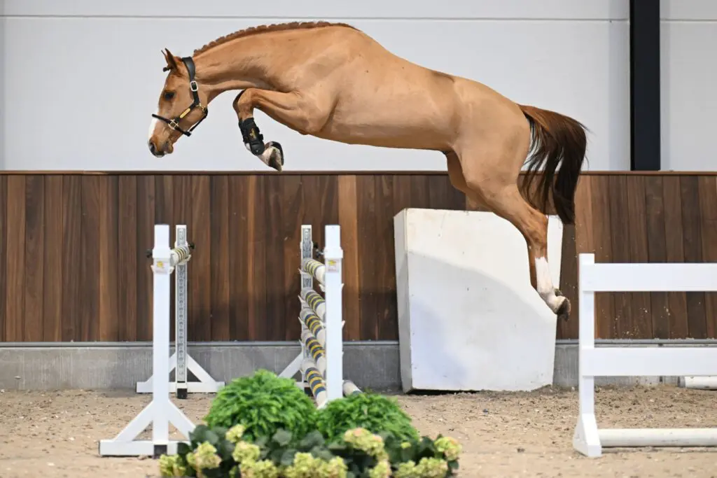 Zangersheide 365 Auctions: 22.000 euro voor Chacco-Blue x Carthago Z featured image