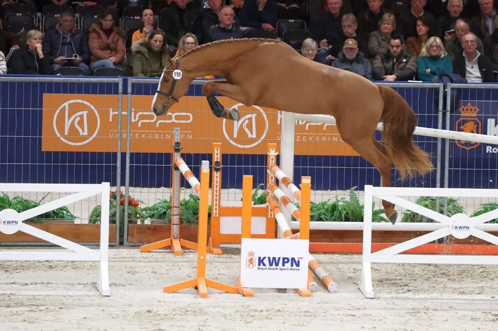 KWPN Select Sale: 75.000 euro voor aangewezen Trotsy Zottie featured image