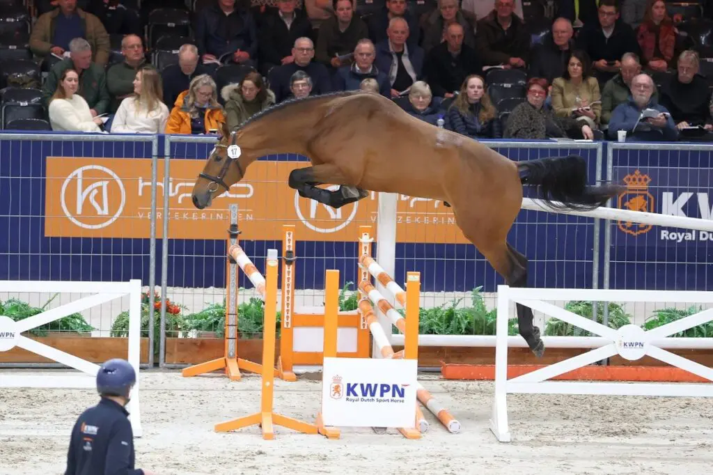 In Beeld: Tweede bezichtiging springhengsten dag 1 featured image