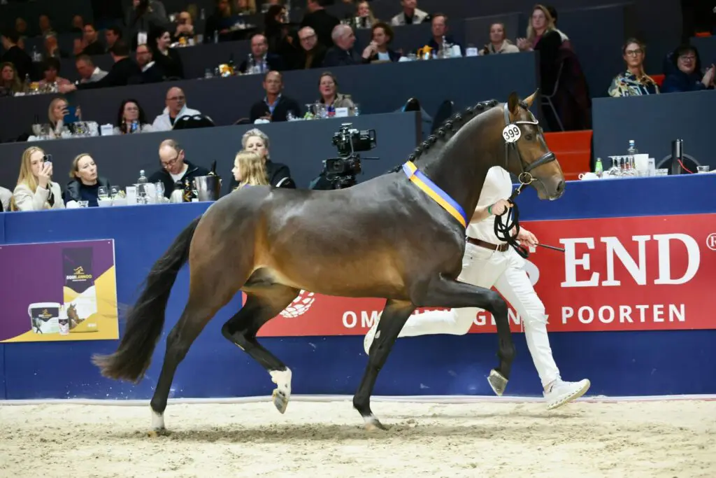 KWPN Select Sale: Kampioen Tony Gold voor 345.000 euro verkocht aan Gebr. Brouwer featured image