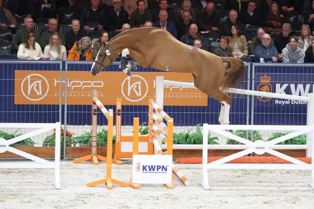HK KWPN 2026: Springcommissie wijst dubbel zoveel hengsten aan en deelt vijf premies uit featured image