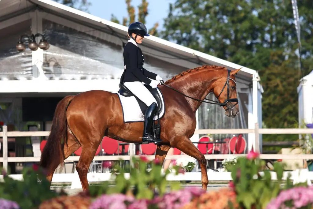 Vai Bruntink oogst succes met nakomelingen van Ebony en Cum Laude: ‘Ik herken veel eigenschappen’ featured image