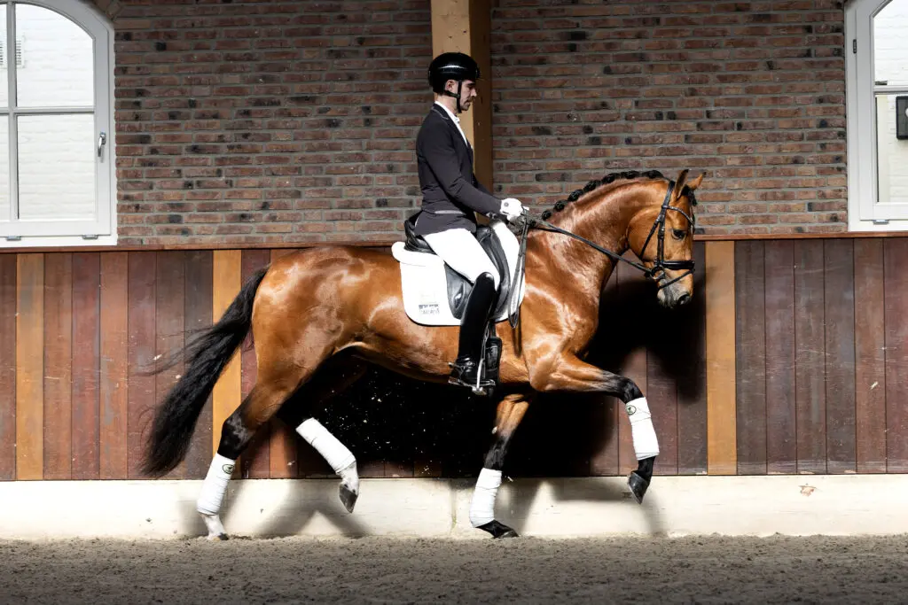 Excellent Dressage Sales op weg naar een nieuwe collectie dressuurkampioenen featured image