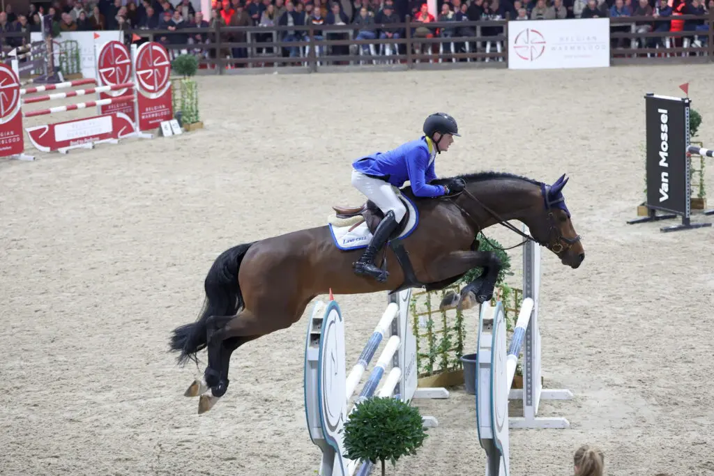 Django Z en Thunderflip de Muze aan kop in eerste wedstrijd Belgische Hengstencompetitie featured image